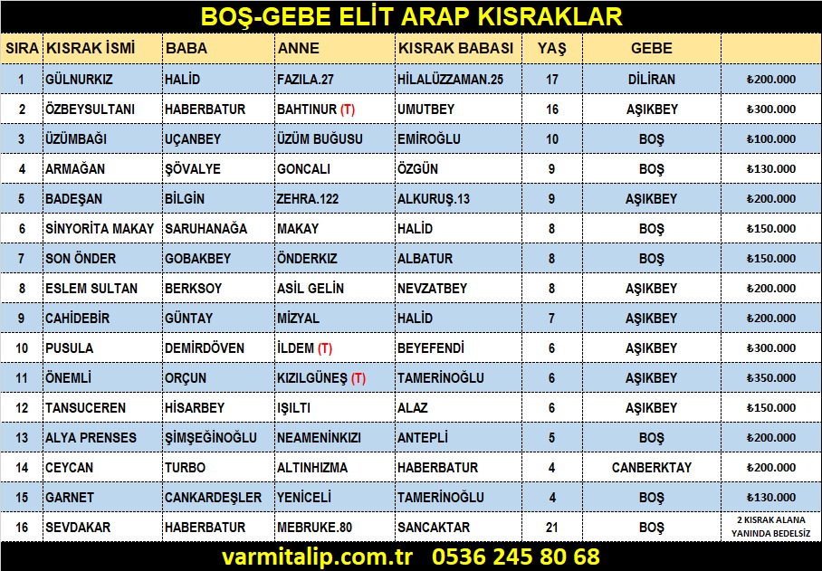 Harika Pedigrili Boş Gebe Damızlık Elit kısraklar 2023 ve 2024 doğumlu Taylar